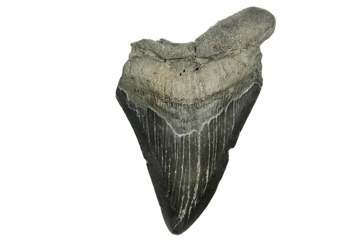 Bargain, Fossil Megalodon Tooth - South Carolina #370002